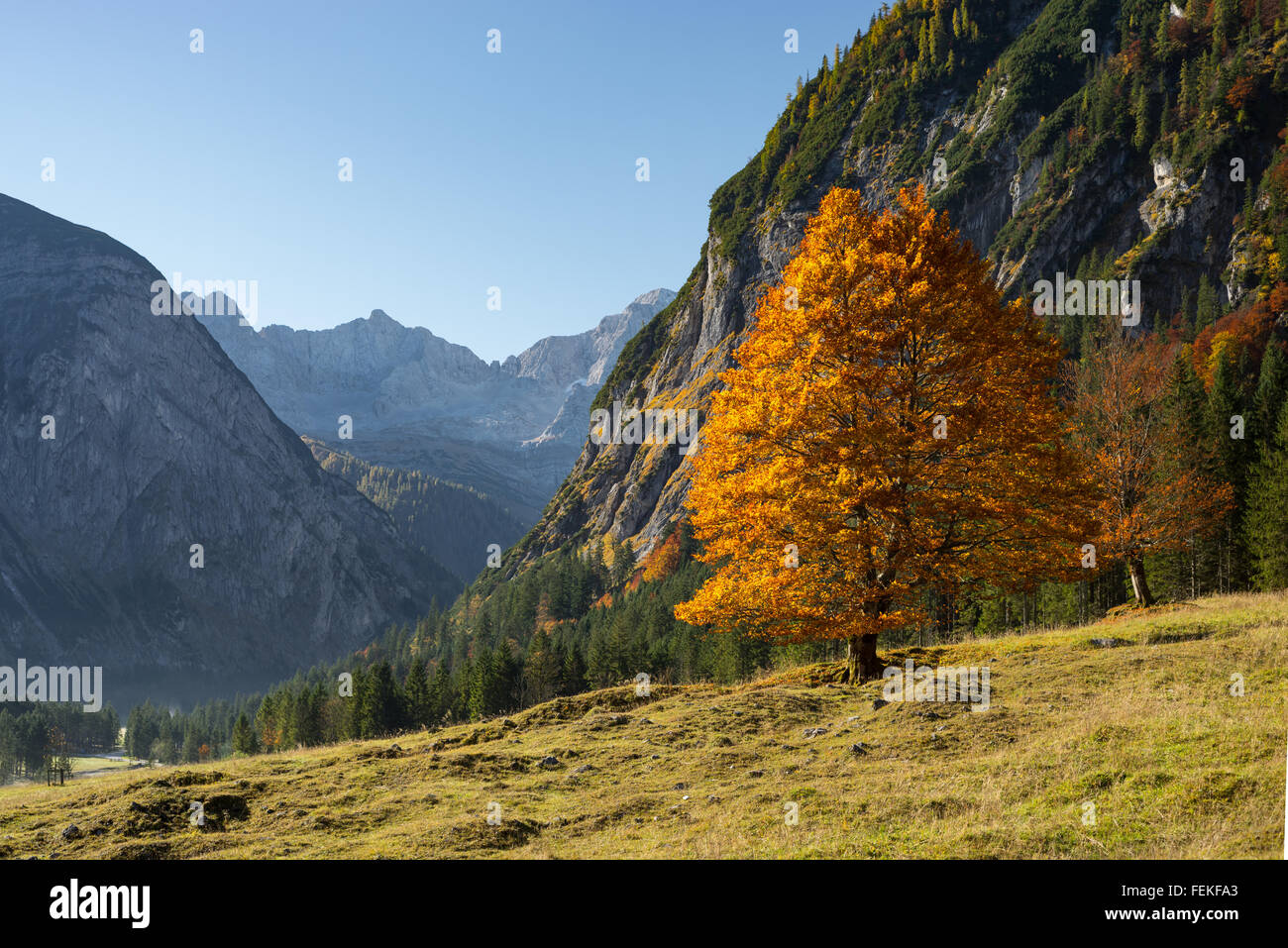 Golden Tree incandescente, delle montagne e del cielo blu in autunno con il Großer Ahornboden in montagne Karwendel, Tirolo, Austria Foto Stock