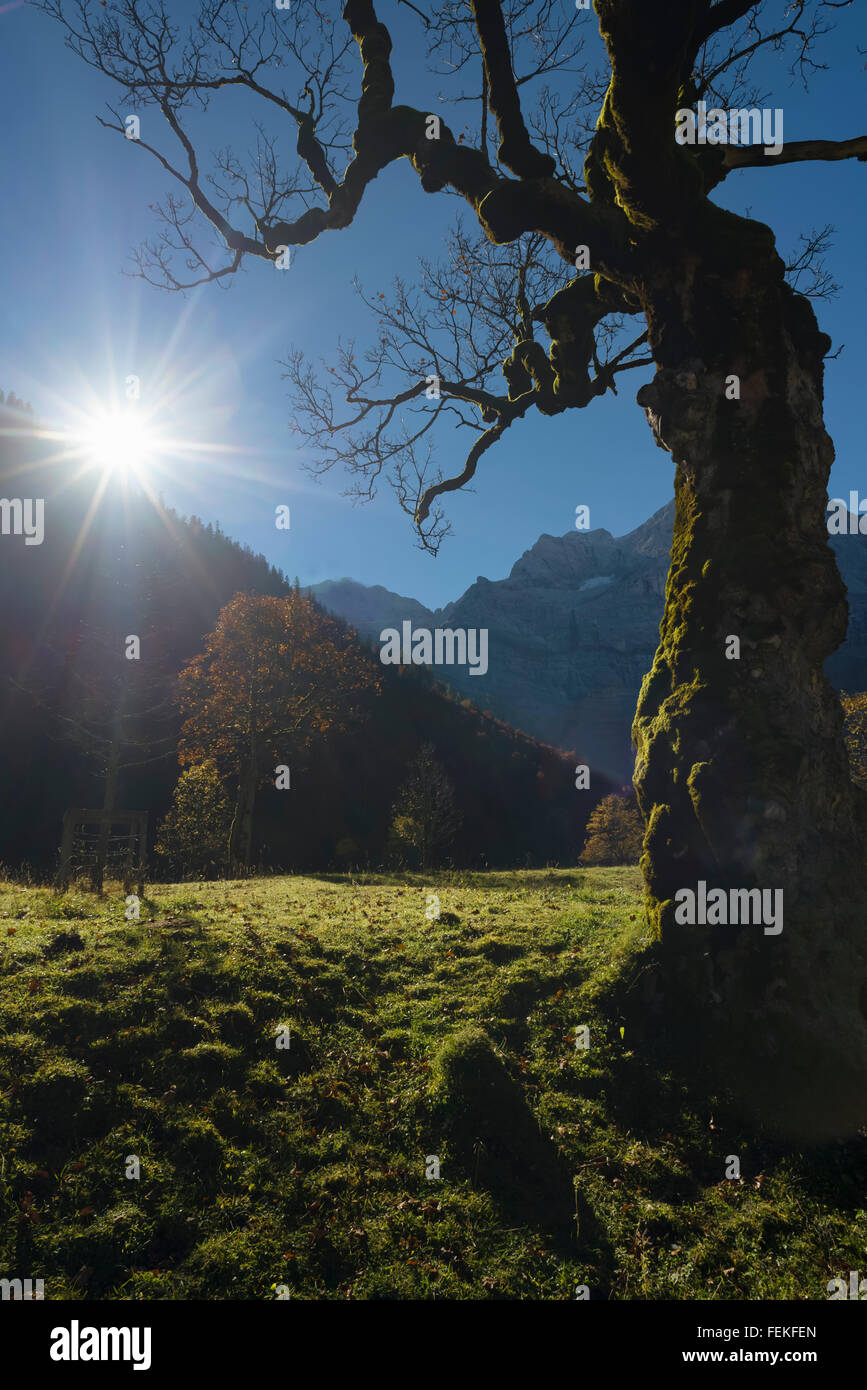 Solitario acero (sycamore) contro il sole sul Grosser Ahornboden in montagne Karwendel ,Tirol,Austria Foto Stock