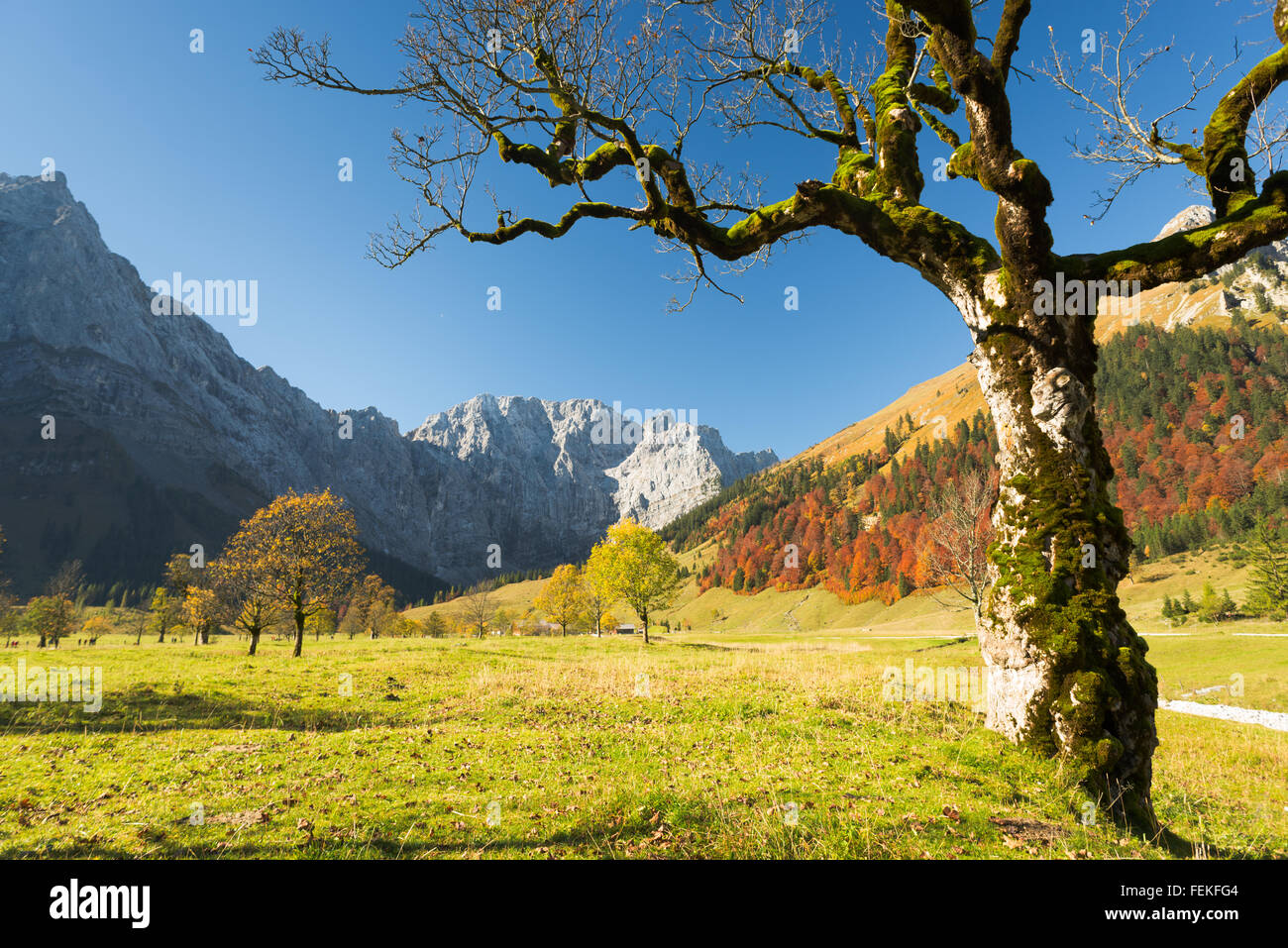 Solitario acero (sycamore), autunno foresta sul Grosser Ahornboden in montagne Karwendel ,Tirol,Austria Foto Stock