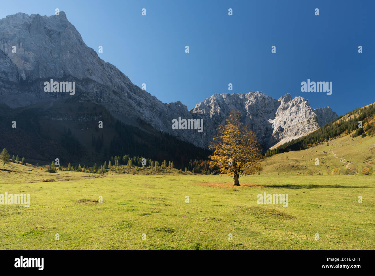 Platano (acero) tree circondato da boschi di acero, prati verdi e le scogliere e le rocce della montagna Karwendel,tirol,Austria Foto Stock