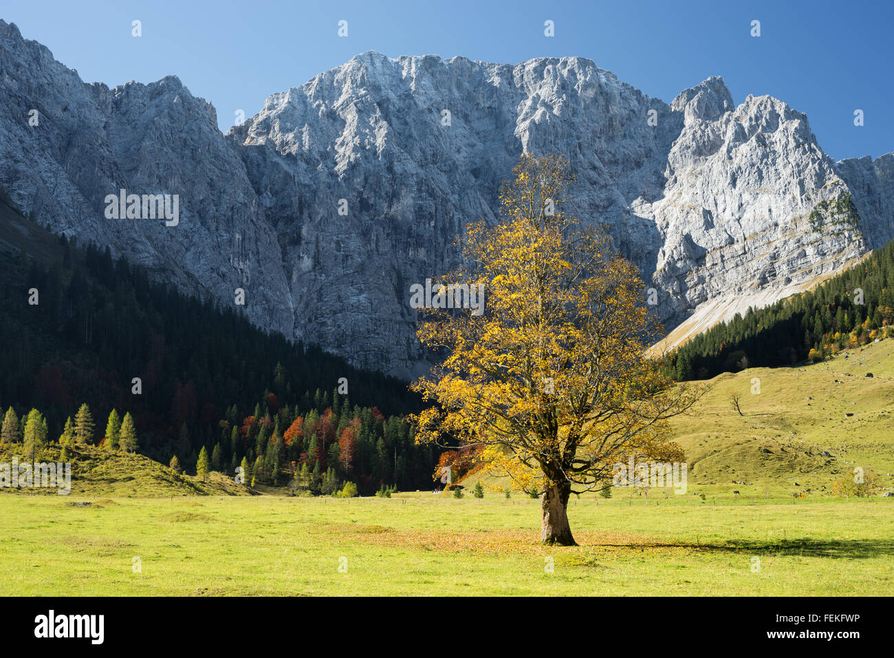 Platano (acero) tree circondato da boschi di acero, prati verdi e le scogliere e le rocce della montagna Karwendel,Tirol,Austria Foto Stock