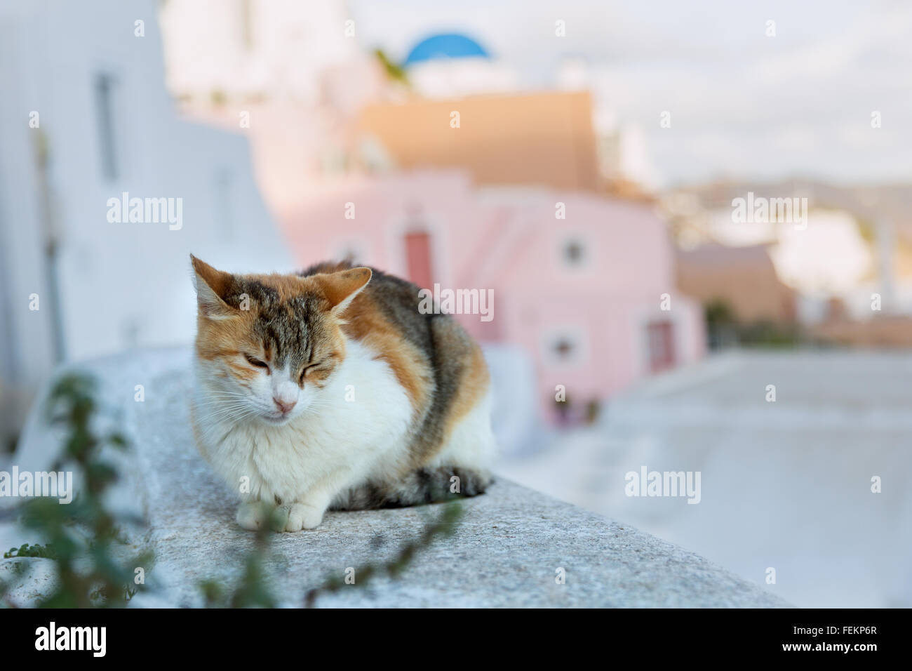 La Grecia, Santorini. Rosso gatto dorme sulla parete Foto Stock