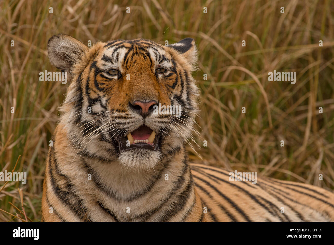 Colpo alla testa di un selvaggio tigre del Bengala (Panthera tigris tigris) in appoggio nelle foreste di Ranthambhore national park in India Foto Stock
