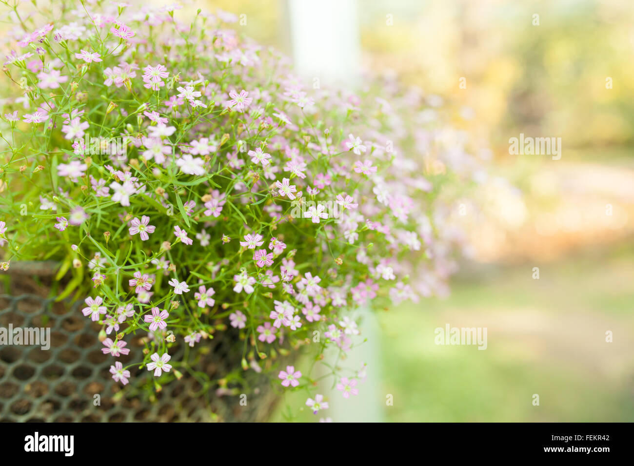 Sfocato morbido natura vintage sfondo con piccoli fiori . Foto Stock