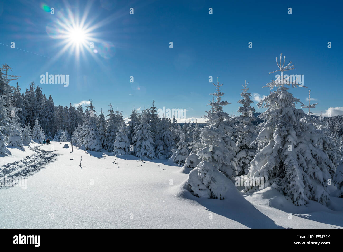 Escursione con le racchette da neve, Parco Nazionale di Harz, Germania Foto Stock