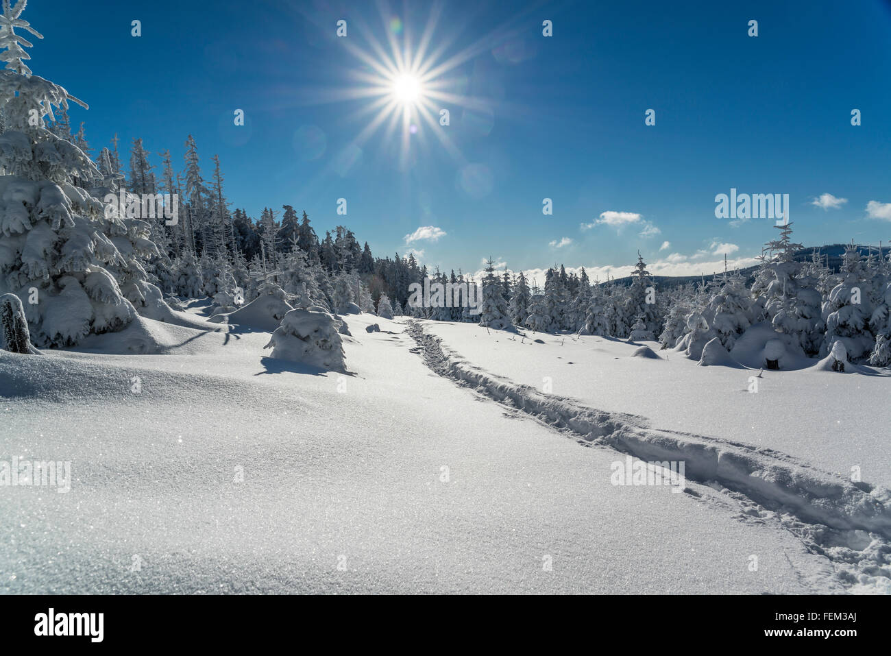 Escursione con le racchette da neve, Parco Nazionale di Harz, Germania Foto Stock