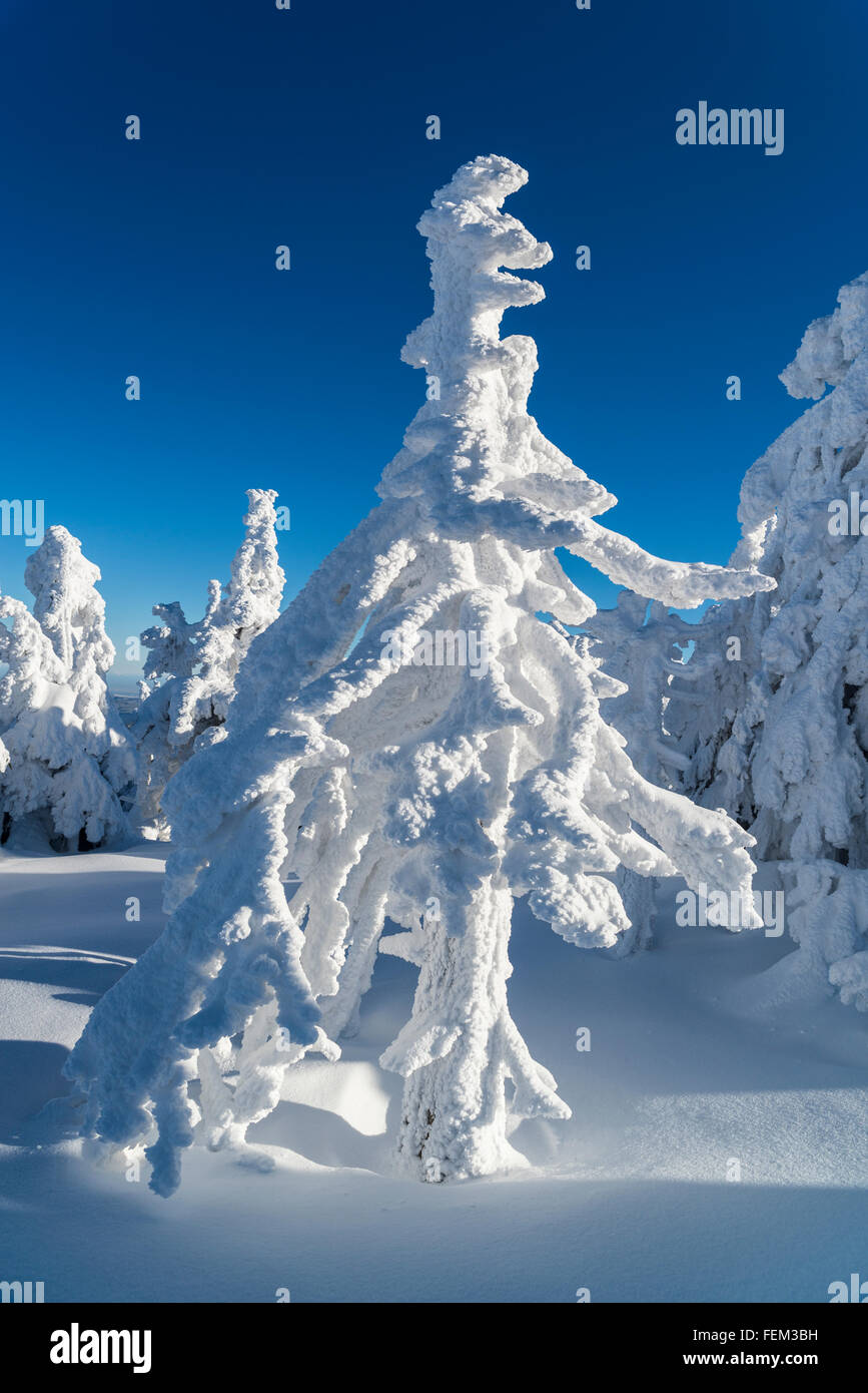 Albero ricoperto di neve e ghiaccio, Parco Nazionale di Harz, Germania Foto Stock