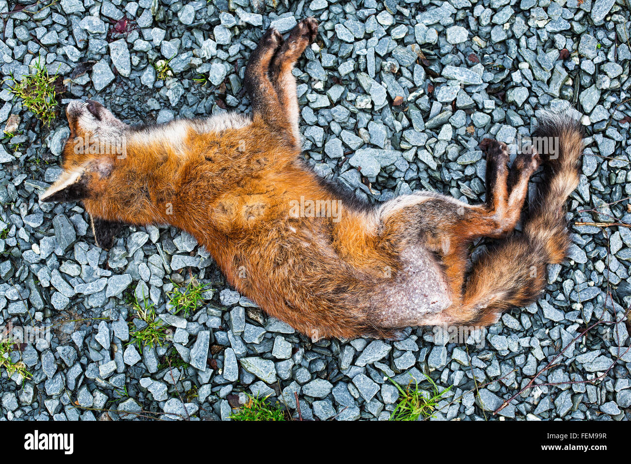 Morto con fox rogna sarcoptica Foto Stock