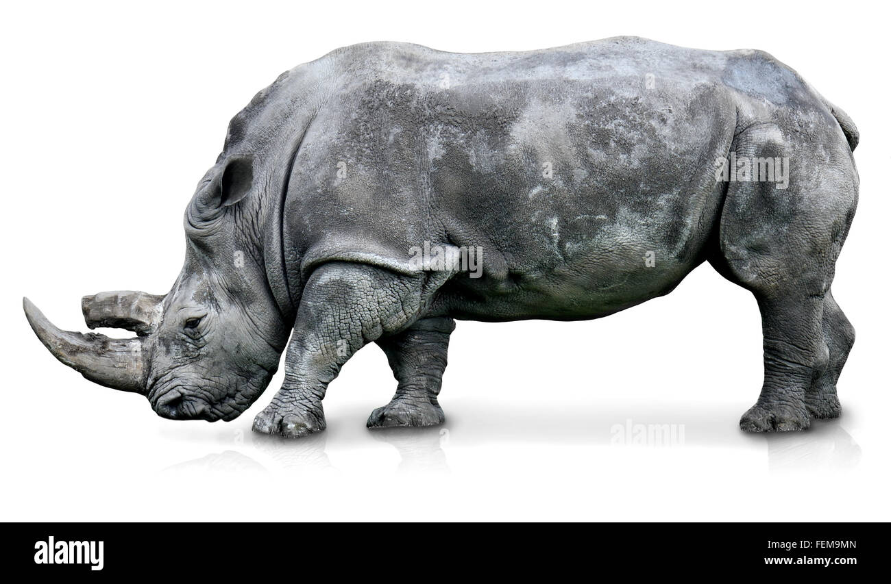 Un rinoceronte isolato in uno sfondo bianco Foto Stock