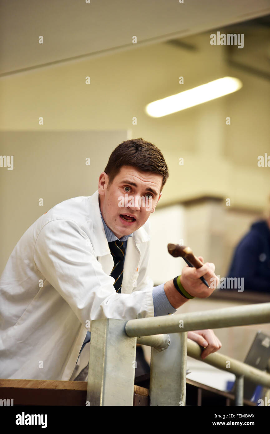 Banditore funzionante a una pecora Auction Mart, Kendal Cumbria Foto Stock
