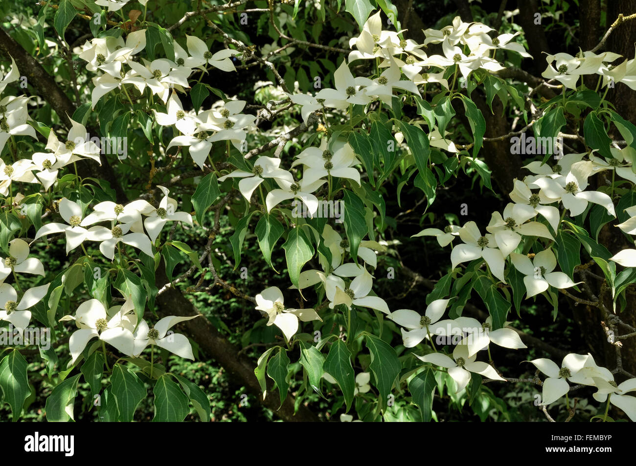 Massa di bianco panna fiori e brattee su un Cornus kousa albero in estate. Foto Stock