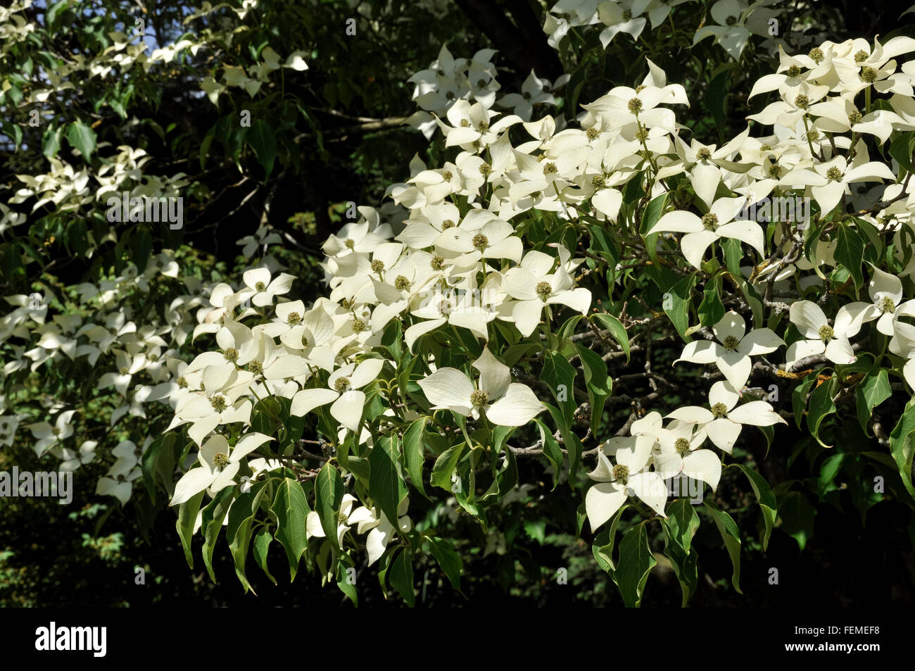 Massa di bianco panna fiori e brattee su un Cornus kousa albero in estate. Foto Stock