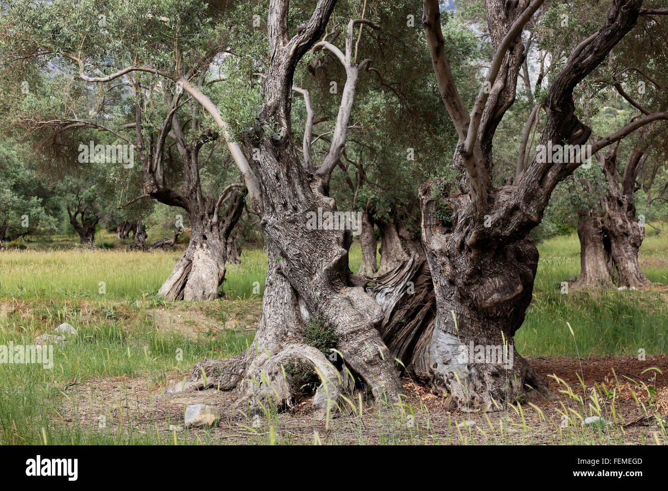 Creta, ulivi secolari, buffi più spessa tronco, in legno di olivo Foto Stock