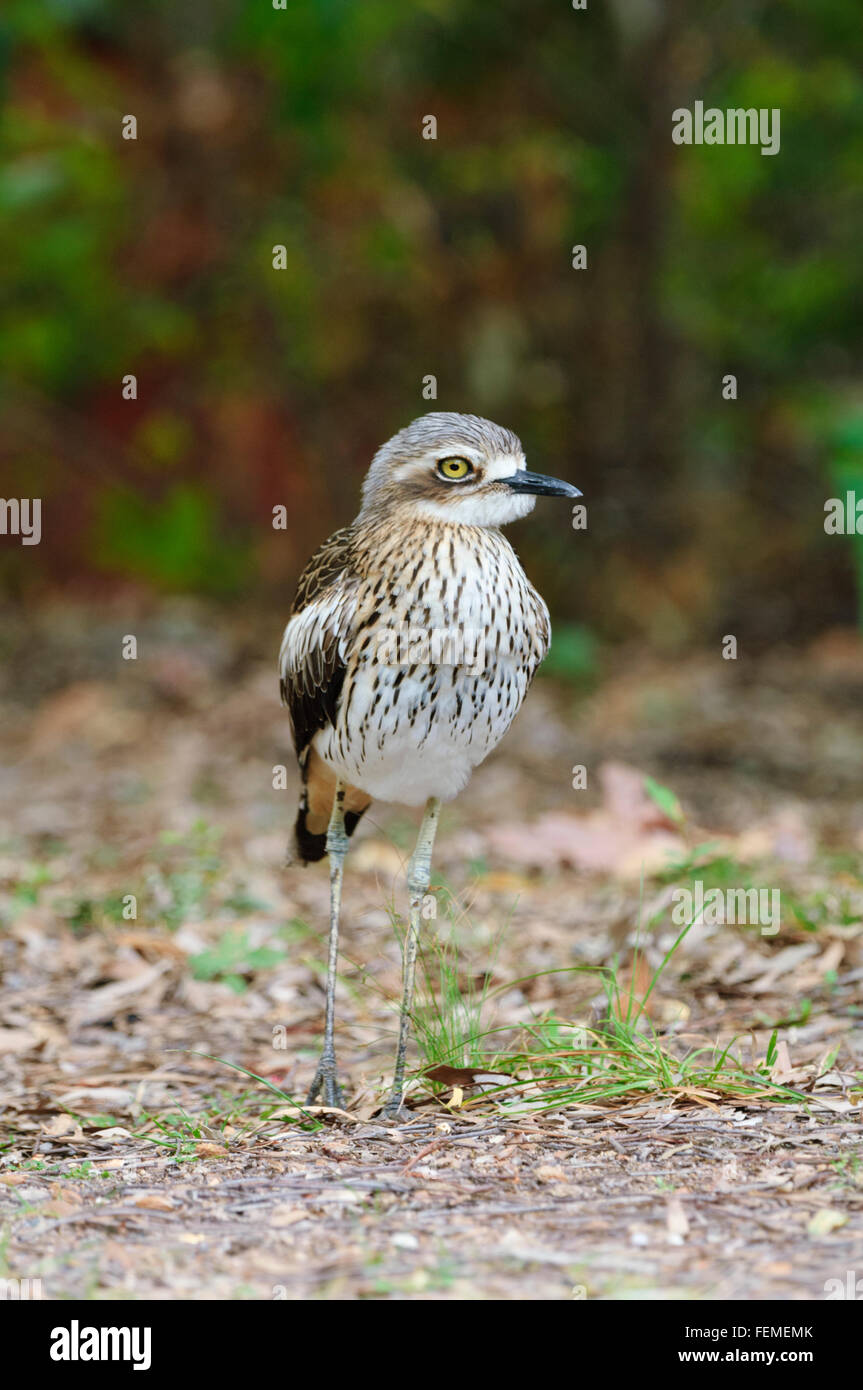 Boccola di pietra (Curlew Burhinus grallarius), baia a ferro di cavallo, Magnetic Island, Queensland, Australia Foto Stock