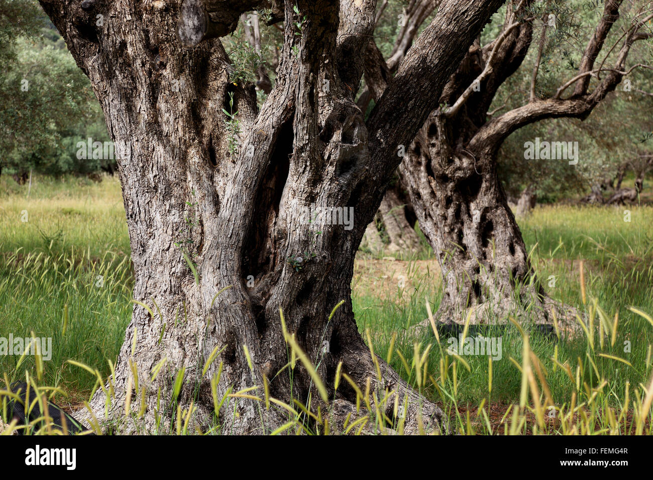Creta, ulivi secolari, buffi più spessa tronco, in legno di olivo Foto Stock
