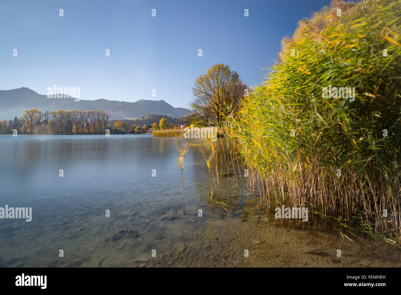 Un Reed della riva del lago Tegernsee su una soleggiata giornata autunnale con foglie di autunno e gli alberi,Bad Wiessee,Baviera,Germania Foto Stock
