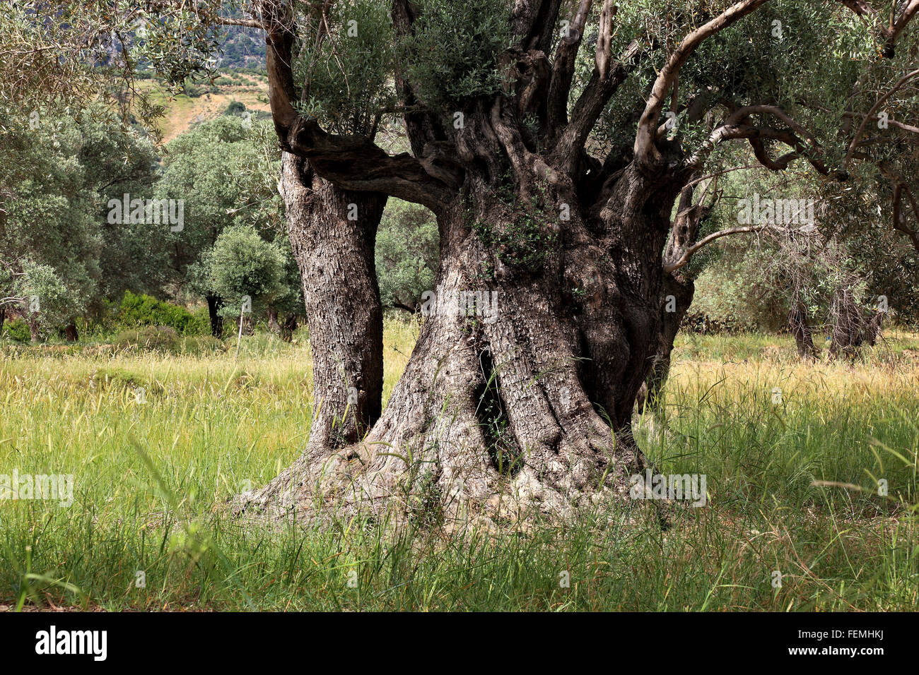 Creta, ulivi secolari con linee spesse, tronco, in legno di olivo Foto Stock