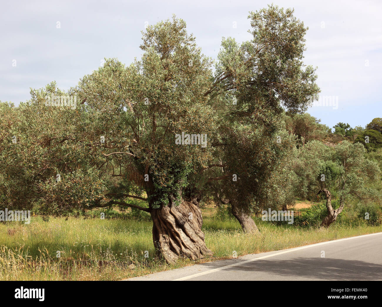 Creta, ulivi secolari con linee spesse, tronco, in legno di olivo Foto Stock