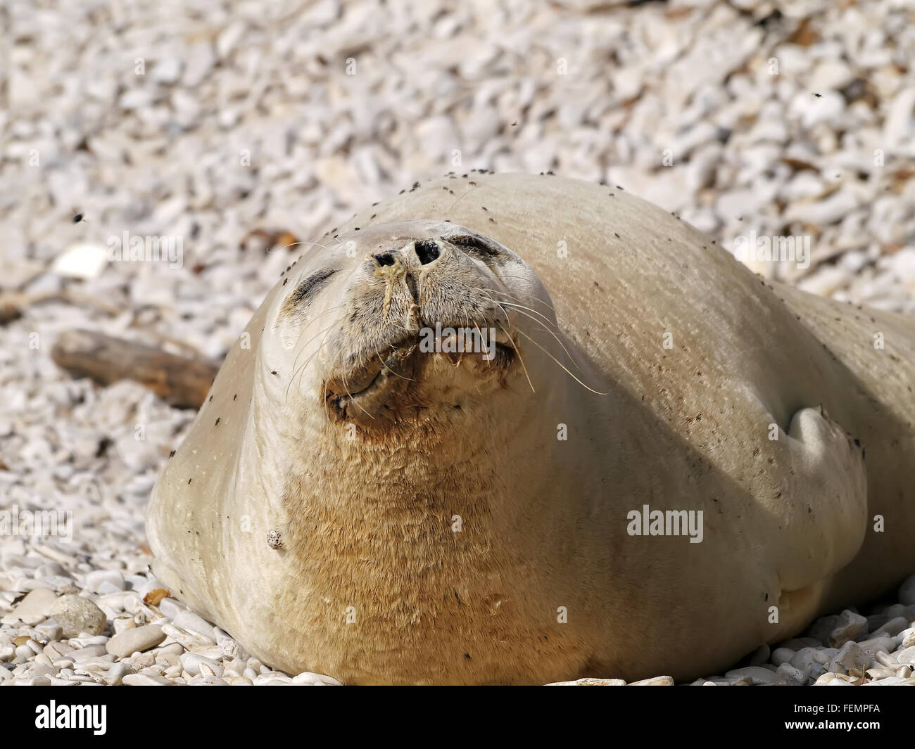 Mediterraneo foca monaca rilassarvi sulla spiaggia di ciottoli Foto Stock
