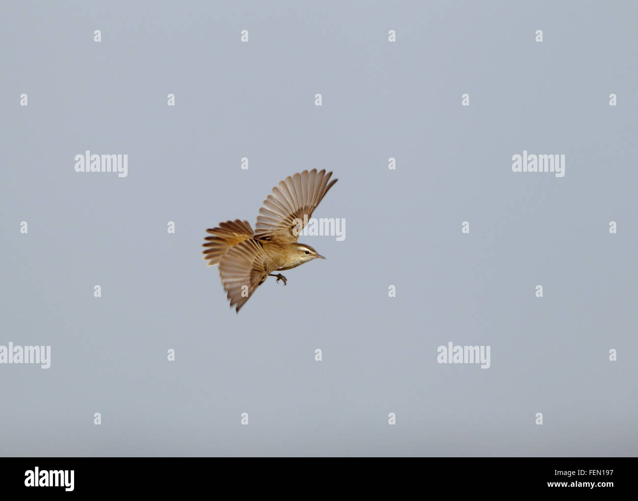 Sedge trillo, Acrocephalus schoenobaenus, maschio di canto in primavera in volo su incrociando habitat, canzone volo, Foto Stock