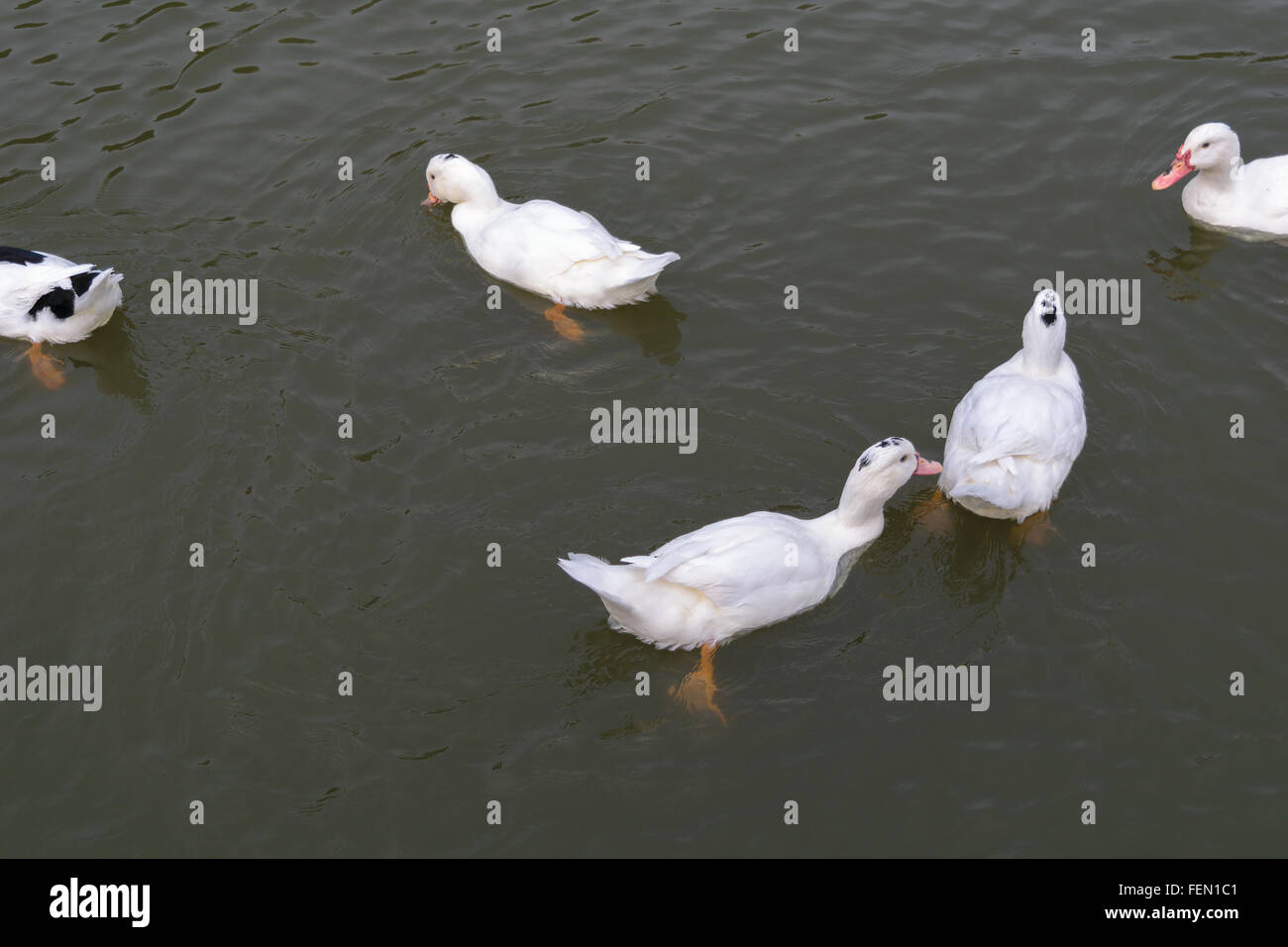 White cigni nuotare in acque scure in un stagno Foto Stock