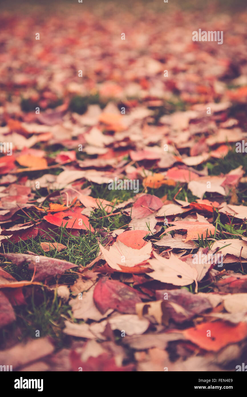 Colorato Foglie di autunno sul suolo della foresta Foto Stock