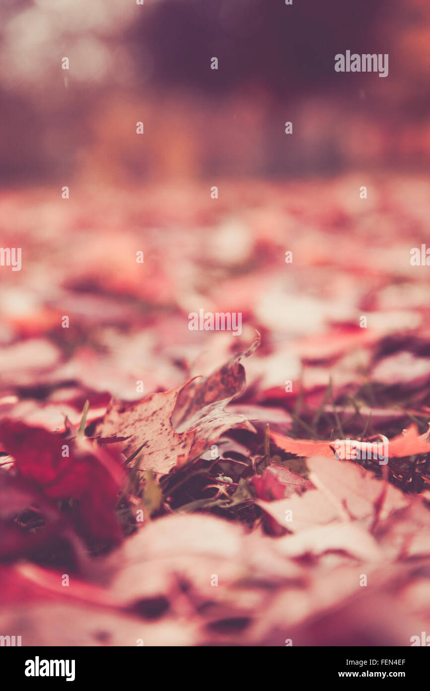 Colorato Foglie di autunno sul suolo della foresta Foto Stock
