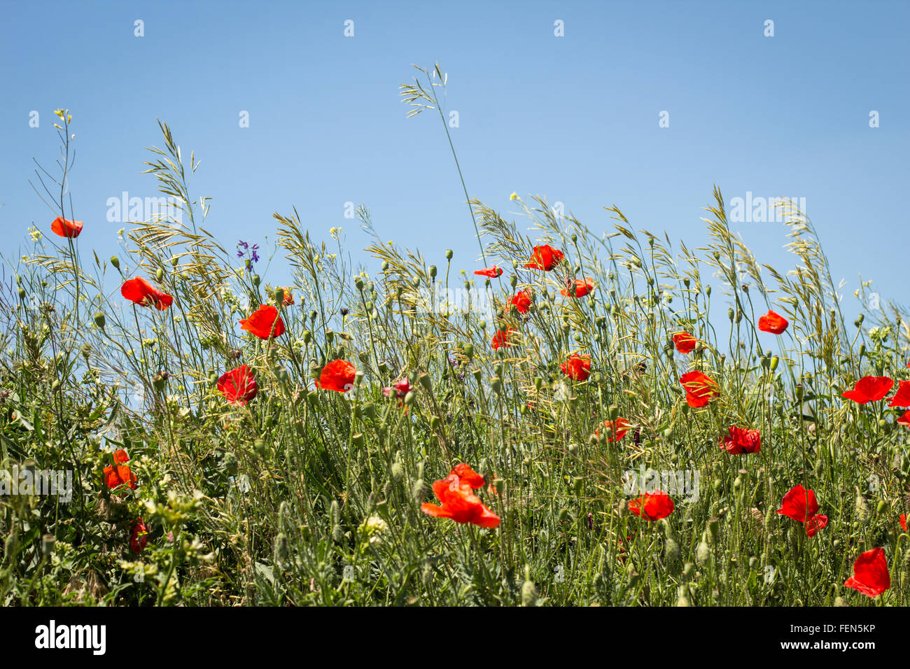Immagine di panorama di fiori di papavero tra le altre piante di campo Foto Stock
