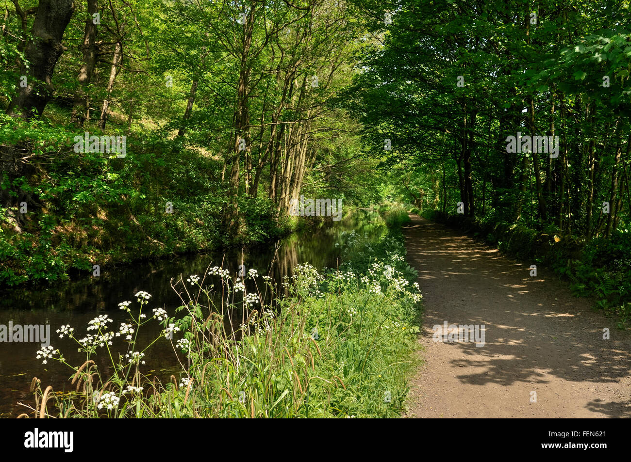 Estate lussureggiante verde accanto al canale di Cromford vicino a Matlock nel Derbyshire. Foto Stock