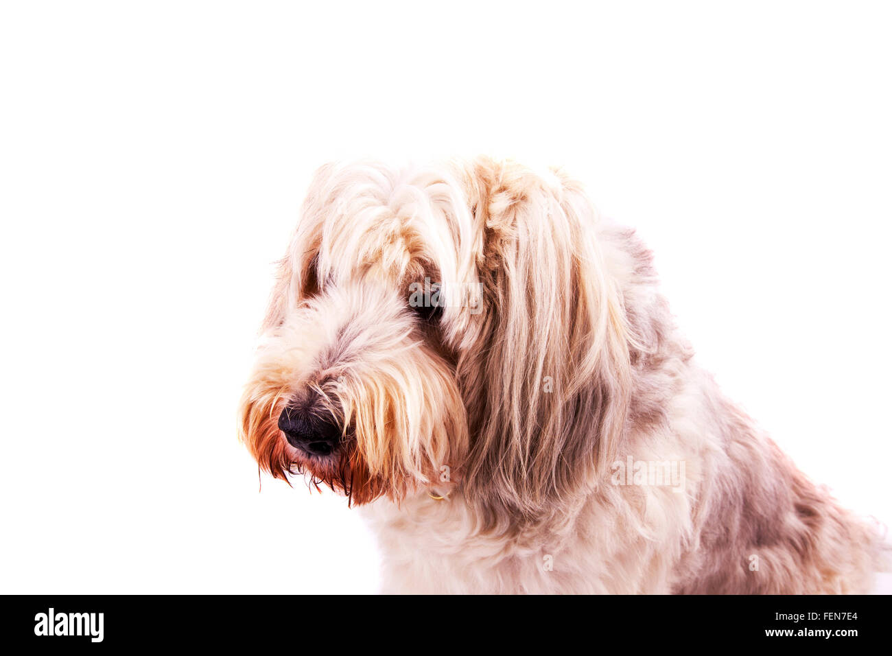 Barbuto collie cane Shaggy pet rivestire lungo rivestito in pelliccia carino hairy intaglio tagliare lo sfondo bianco isolato Foto Stock