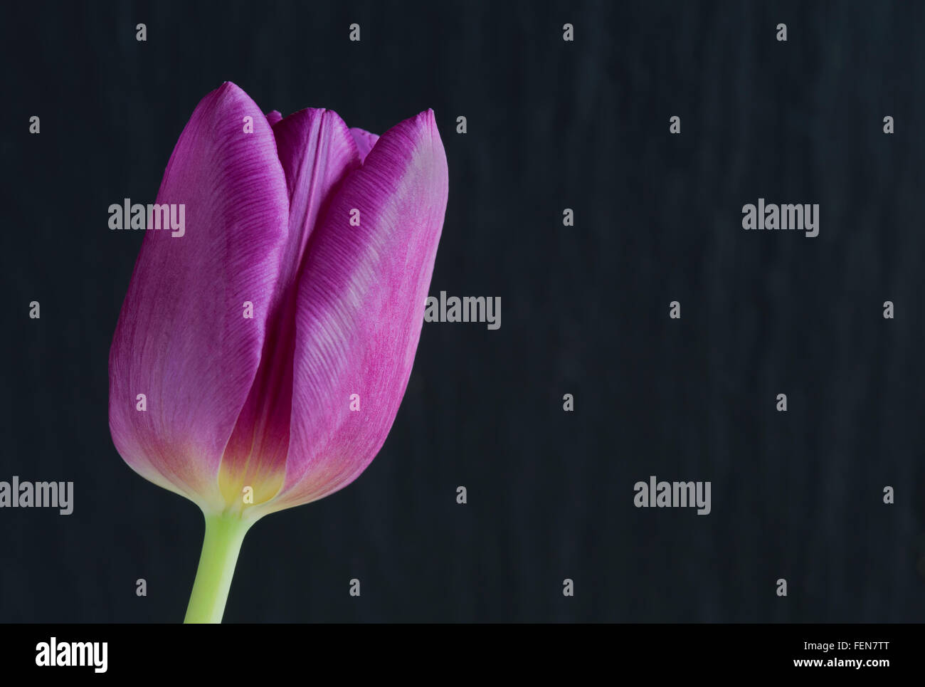 Viola tulip su un sfondo di ardesia Foto Stock
