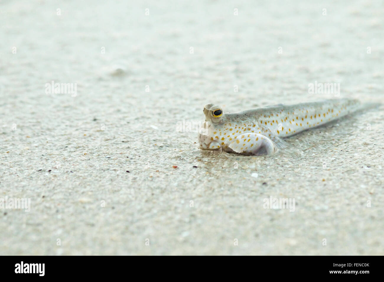 Ritratto di un oro maculato skipper di fango Foto Stock
