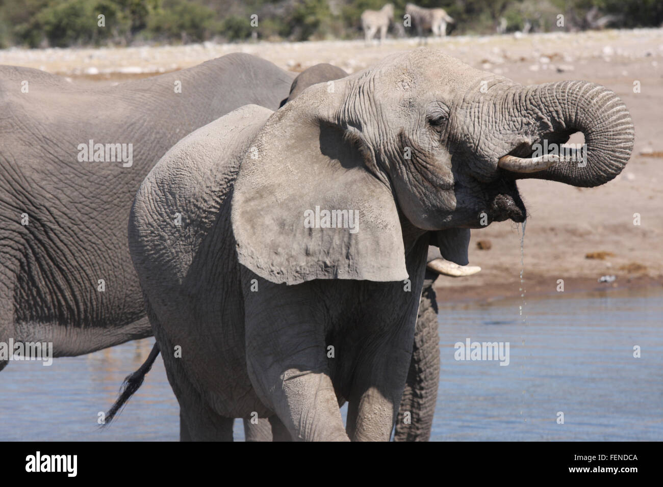 Elephant di vitello acqua potabile dal lago Foto Stock