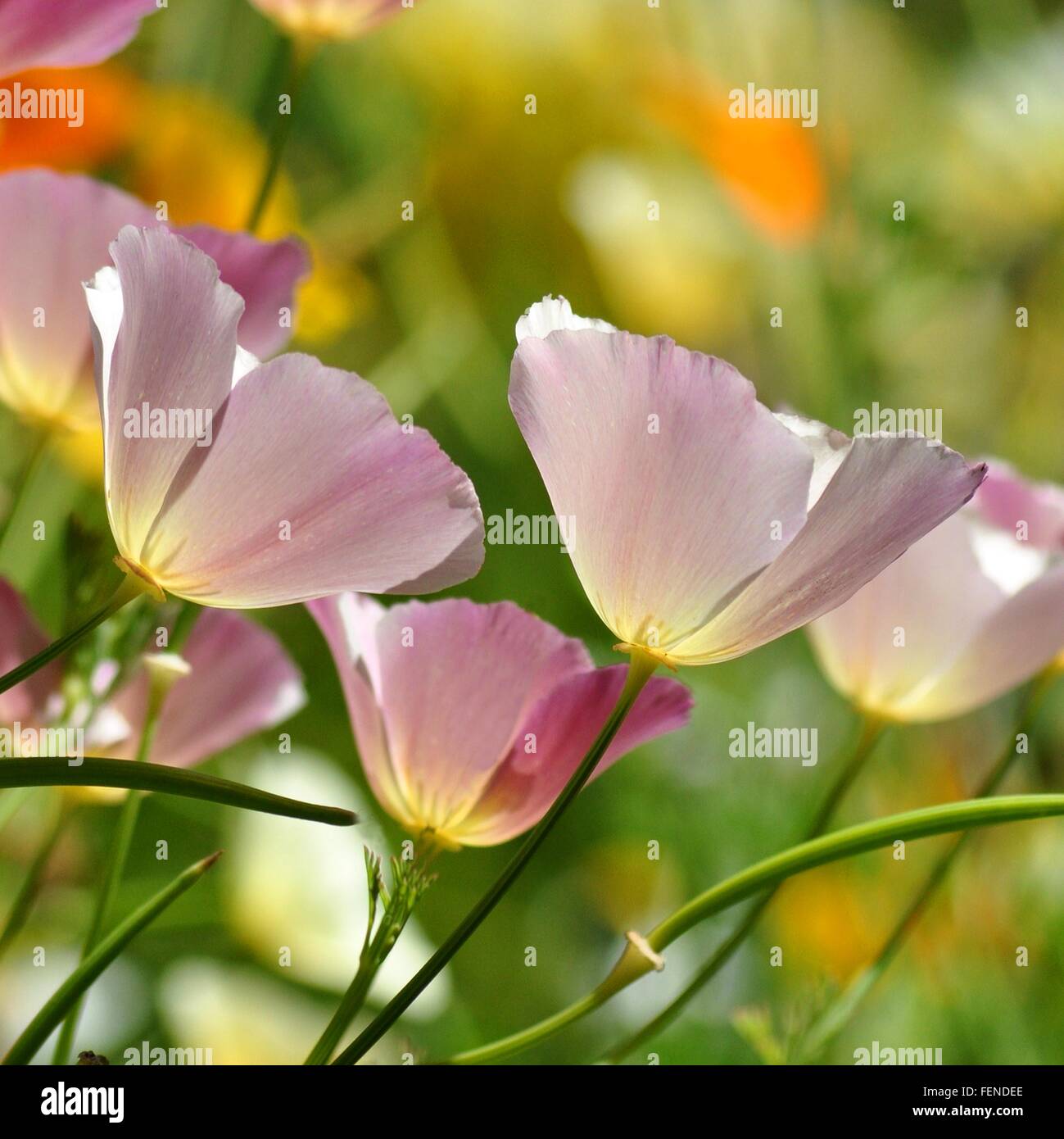 Papavero californiano.Fiori da Giardino sia in close up e nella crescita di posizioni. Foto Stock