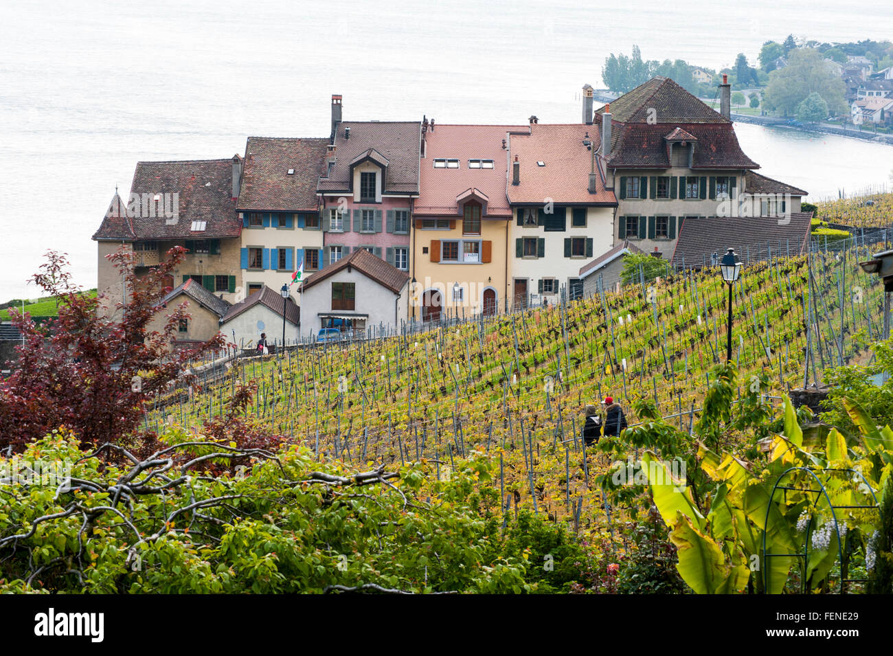 Vigneti in primavera, Epesses, Sito Patrimonio Mondiale dell'UNESCO vigneti terrazzati del Lavaux, sul Lago di Ginevra, Canton Vaud, Svizzera Foto Stock