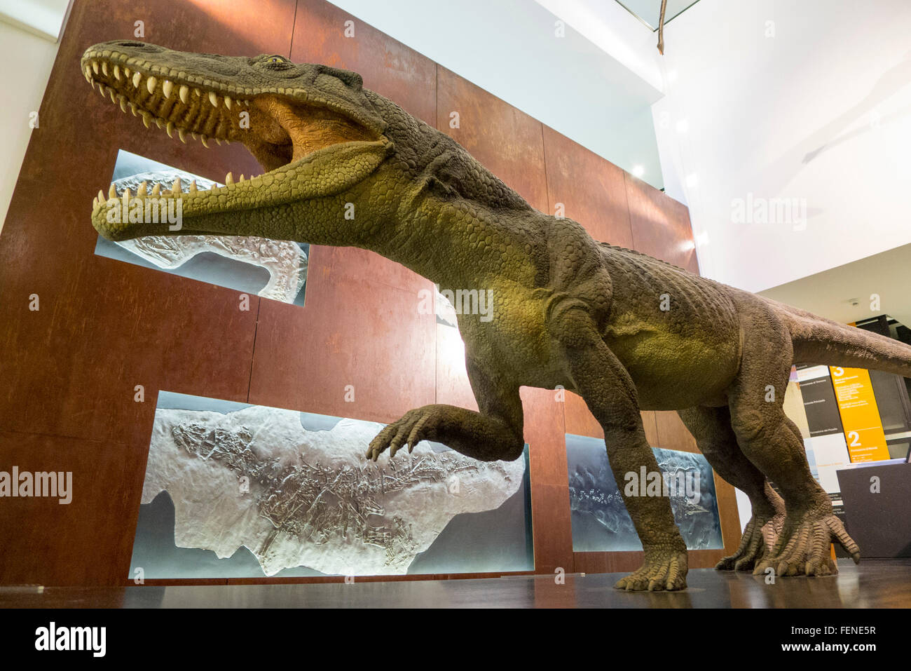 Fossile di dinosauro museum di Meride, Sito Patrimonio Mondiale dell'UNESCO Monte San Giorgio, Ticino, Svizzera Foto Stock