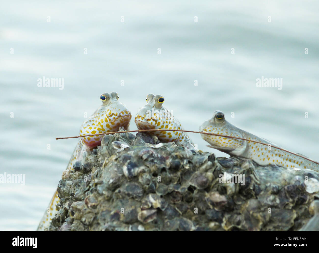 Ritratto di un oro maculato skipper di fango Foto Stock
