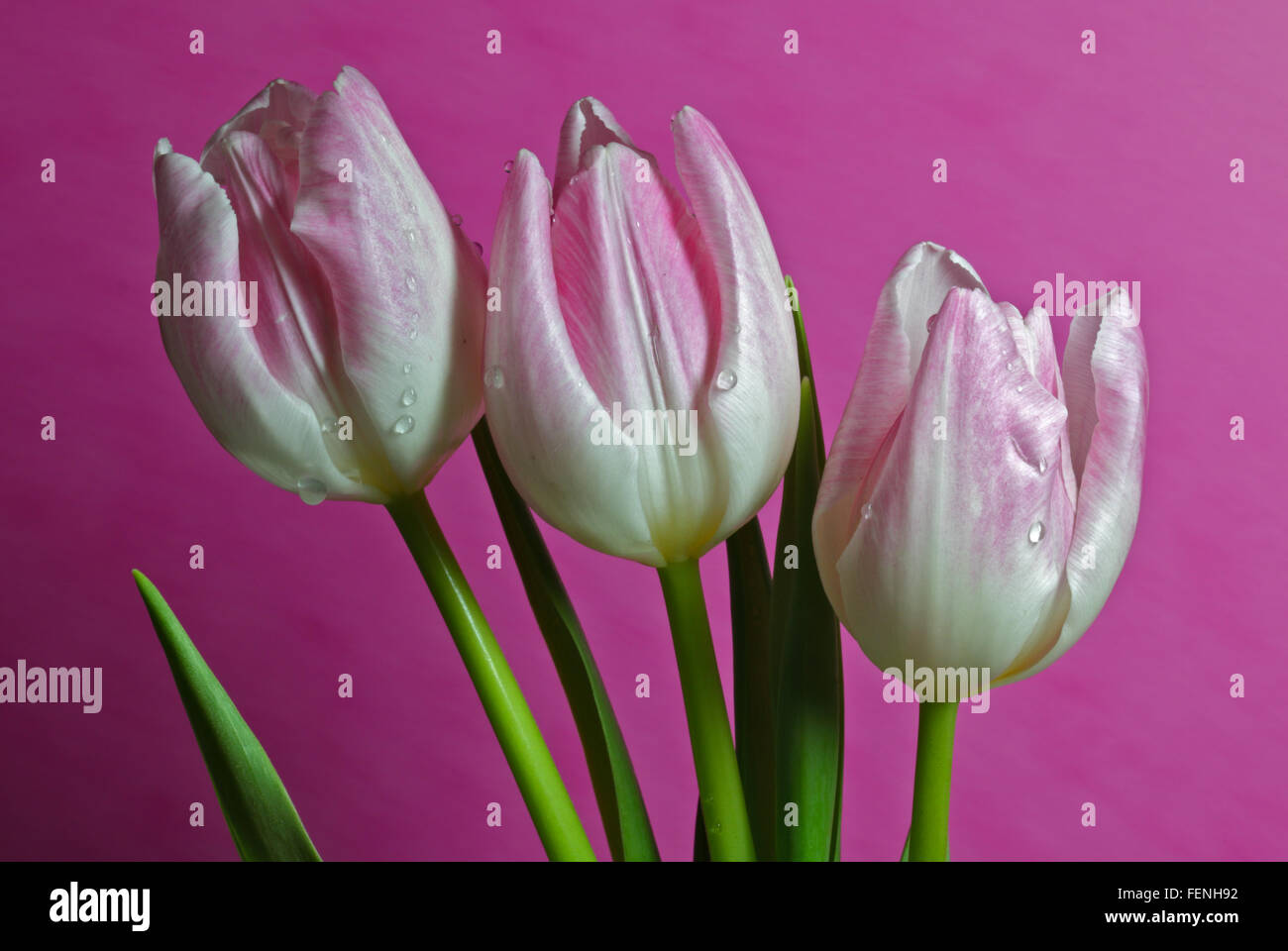 Tre tulipani rosa su sfondo rosa Foto Stock