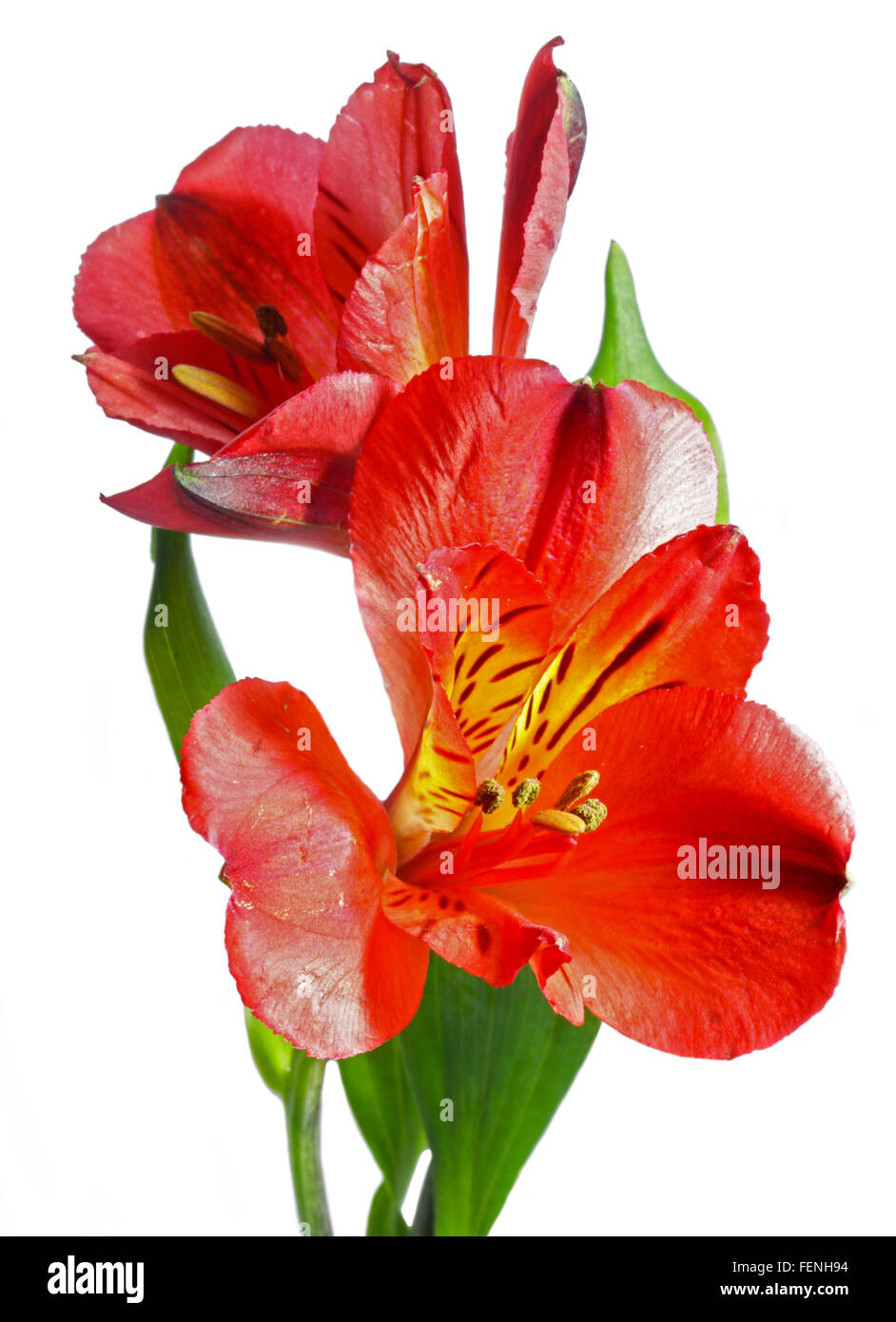 Red Alstroemeria (peruviano Lily) Foto Stock