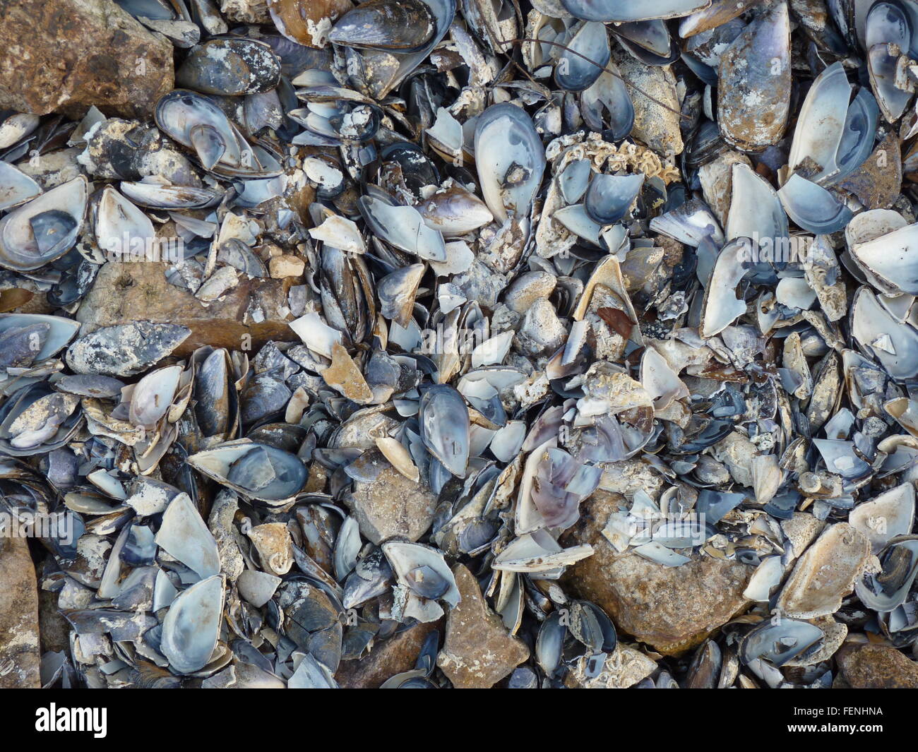 Cozza conchiglie sulla spiaggia. Foto Stock