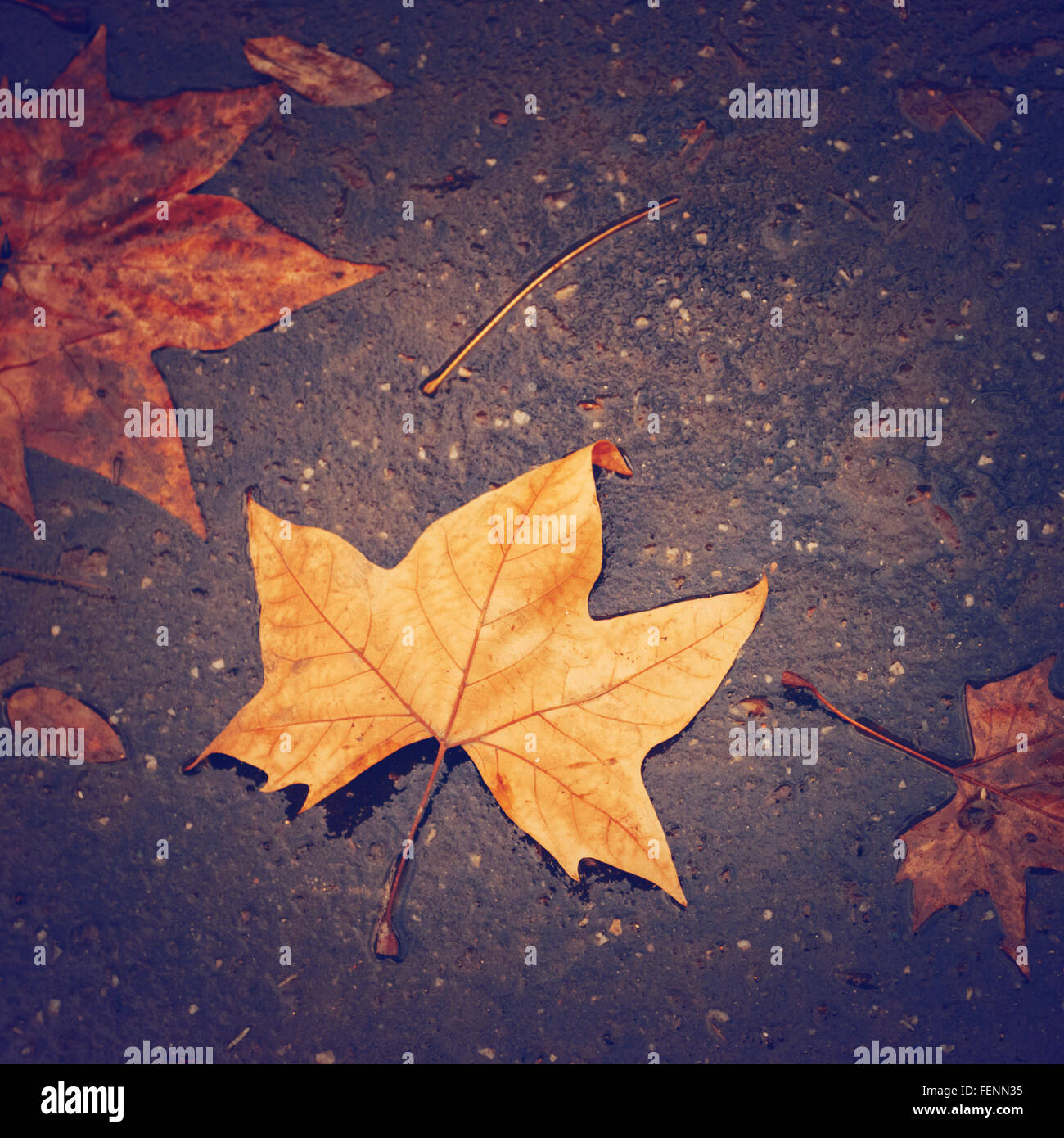 Autunno sfondo con Foglia di acero sulla strada vicino. Nei toni dell'immagine. Instagram Effetto colore aggiunto. Foto Stock
