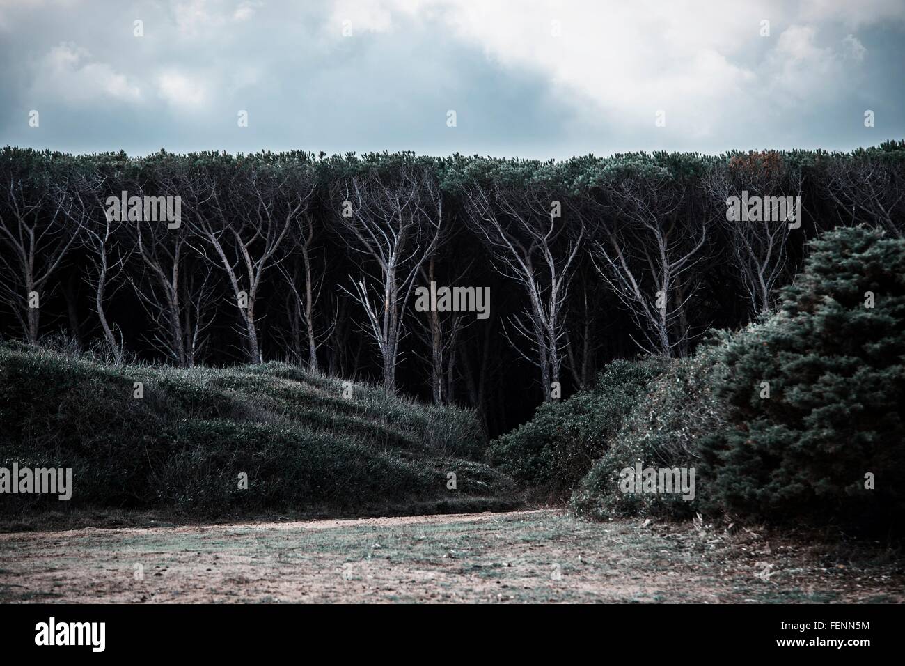 Gli alberi sul bordo della fitta foresta buia, Costa Smeralda, Sardegna, Italia Foto Stock