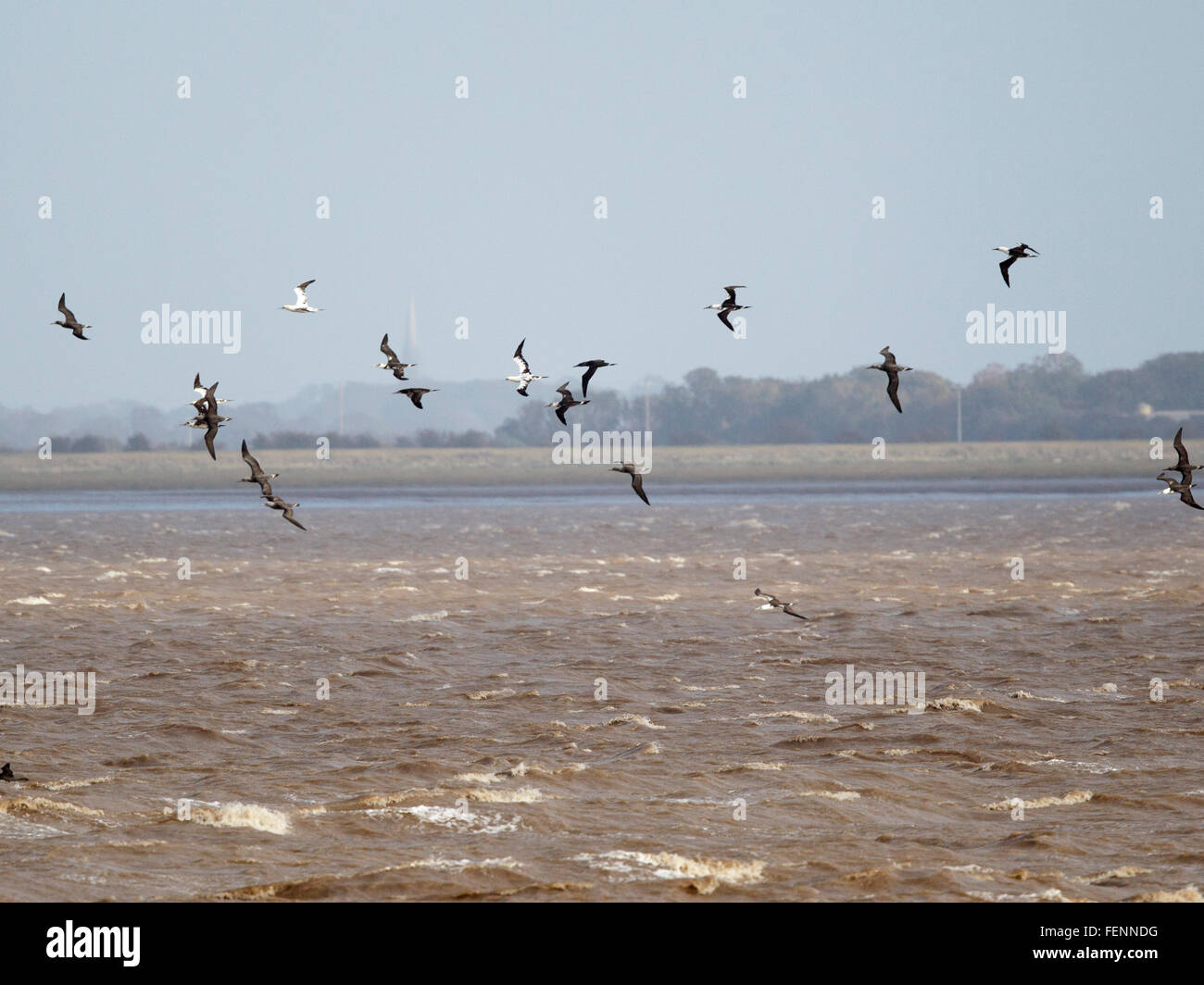 Gannett, Morus bassanus, Sula bassana, Foto Stock