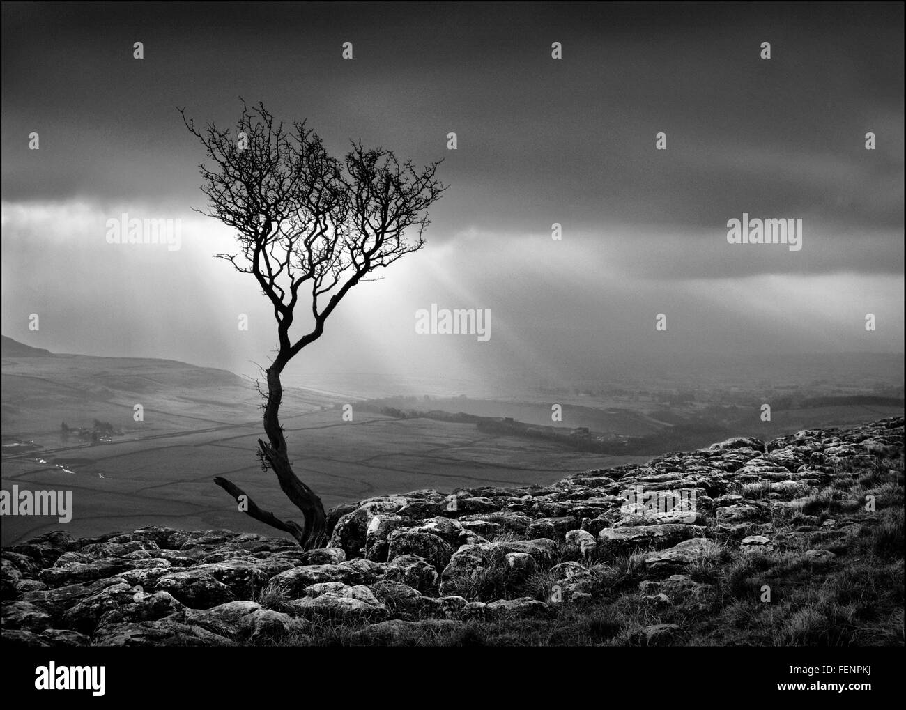 Lone Tree a cicatrice Twisleton Yorkshire Foto Stock