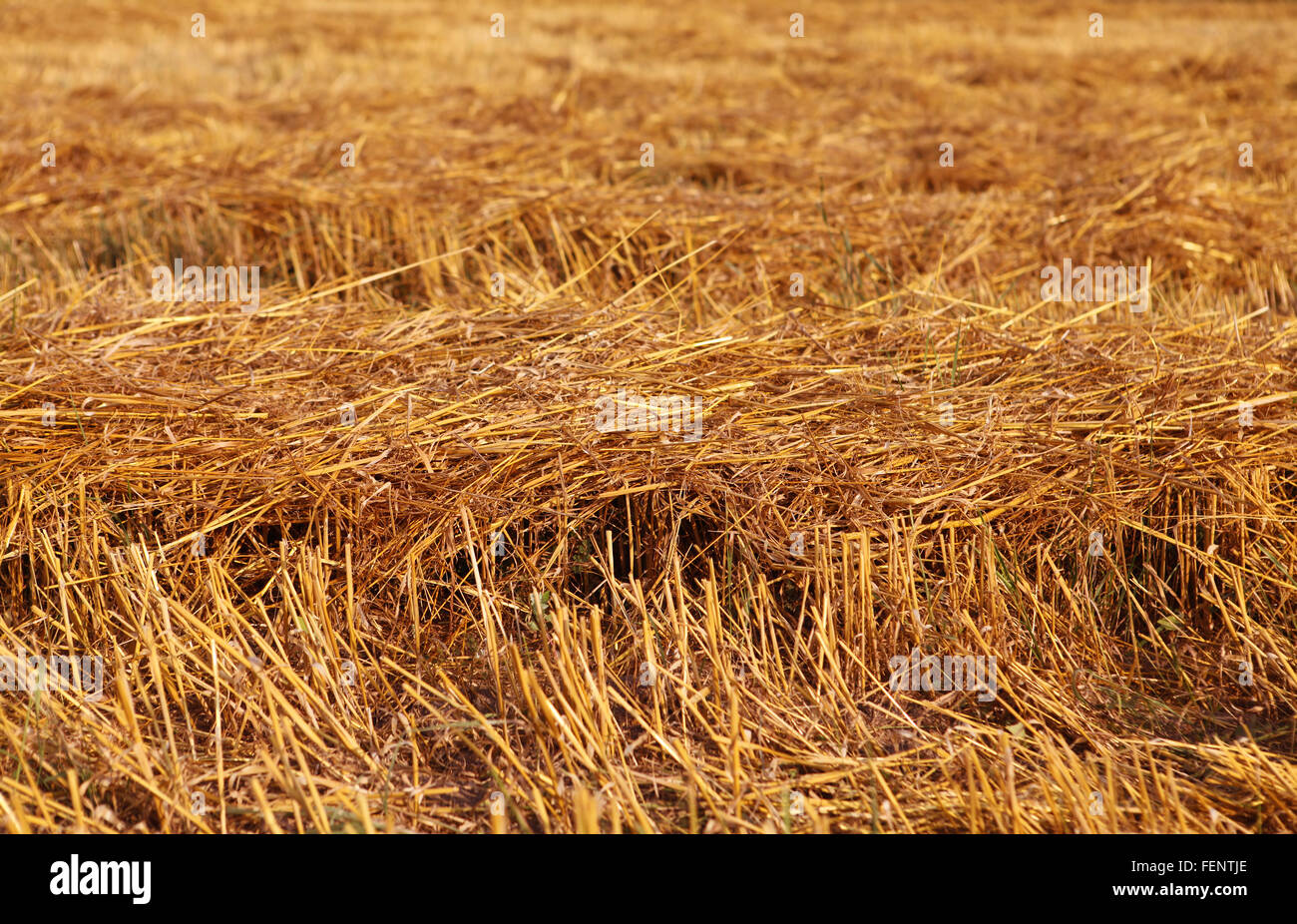 Paglia Fieno texture stack sul campo, l'agricoltura sullo sfondo Foto Stock