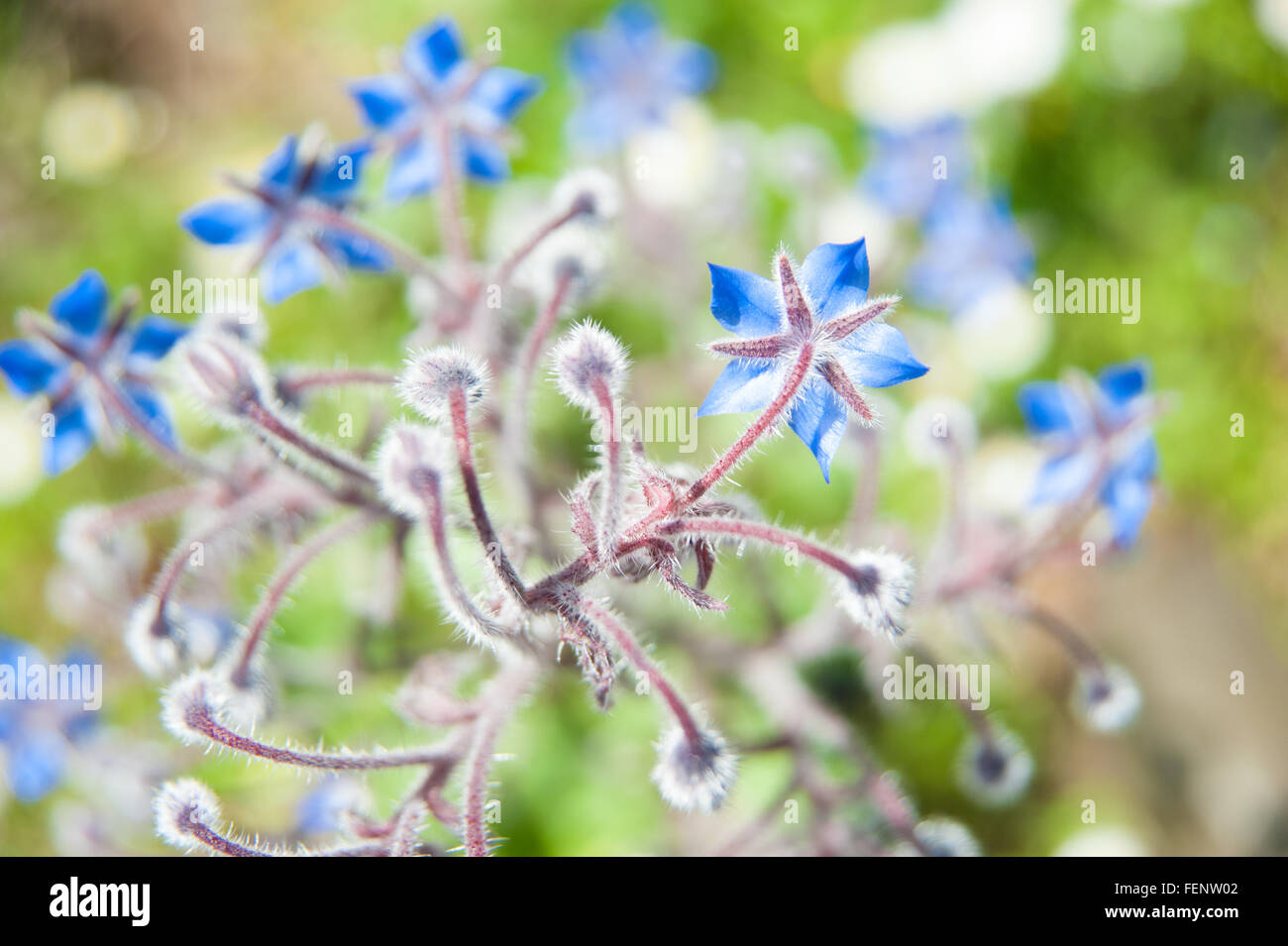 Fiori di borragine, olio di borragine, borragine, piante selvatiche fiori blu Foto Stock