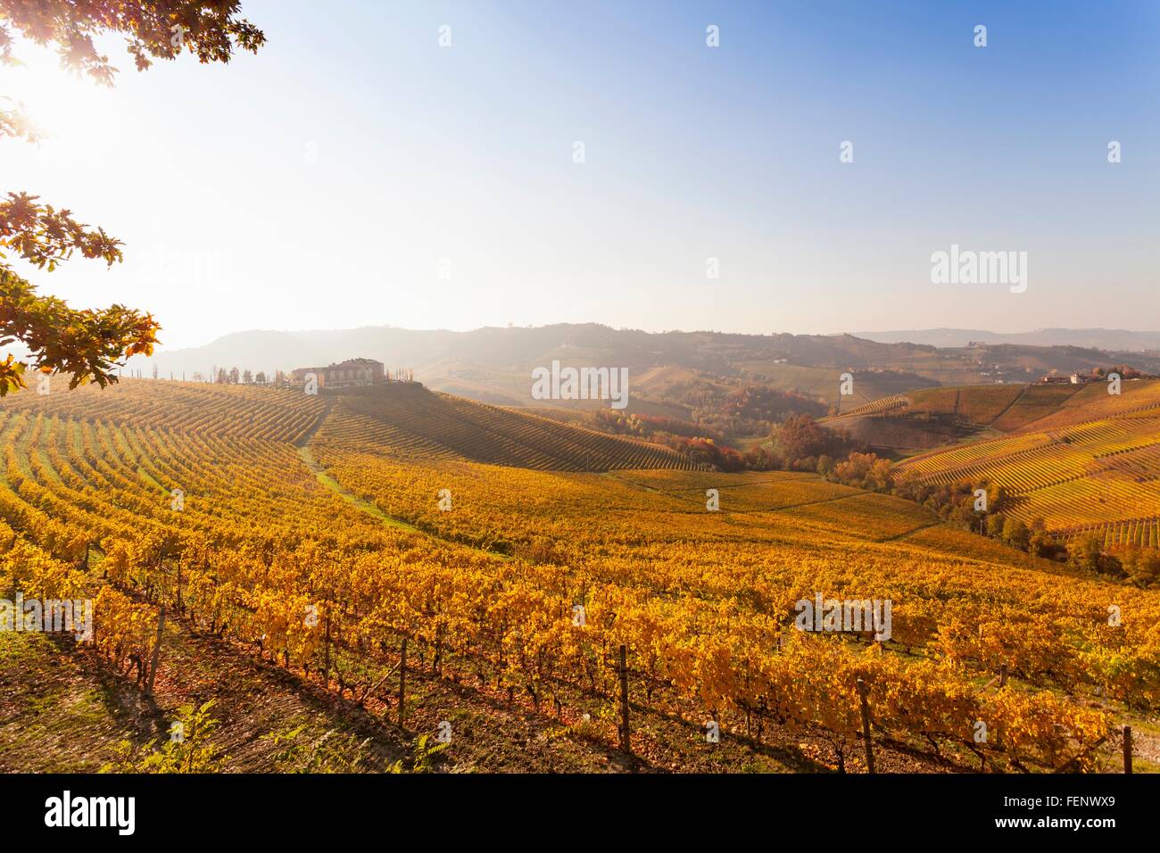 Vista del paesaggio con vigneti di autunno all'Alba, Langhe, Piemonte, Italia Foto Stock