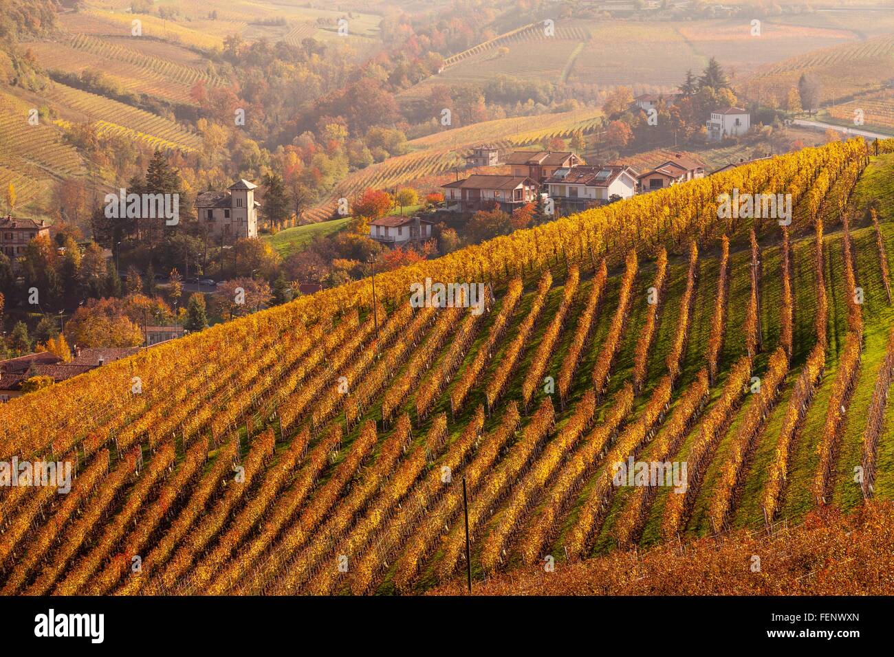 Vista in elevazione dei vigneti in autunno e villaggio, Langhe, Piemonte, Italia Foto Stock