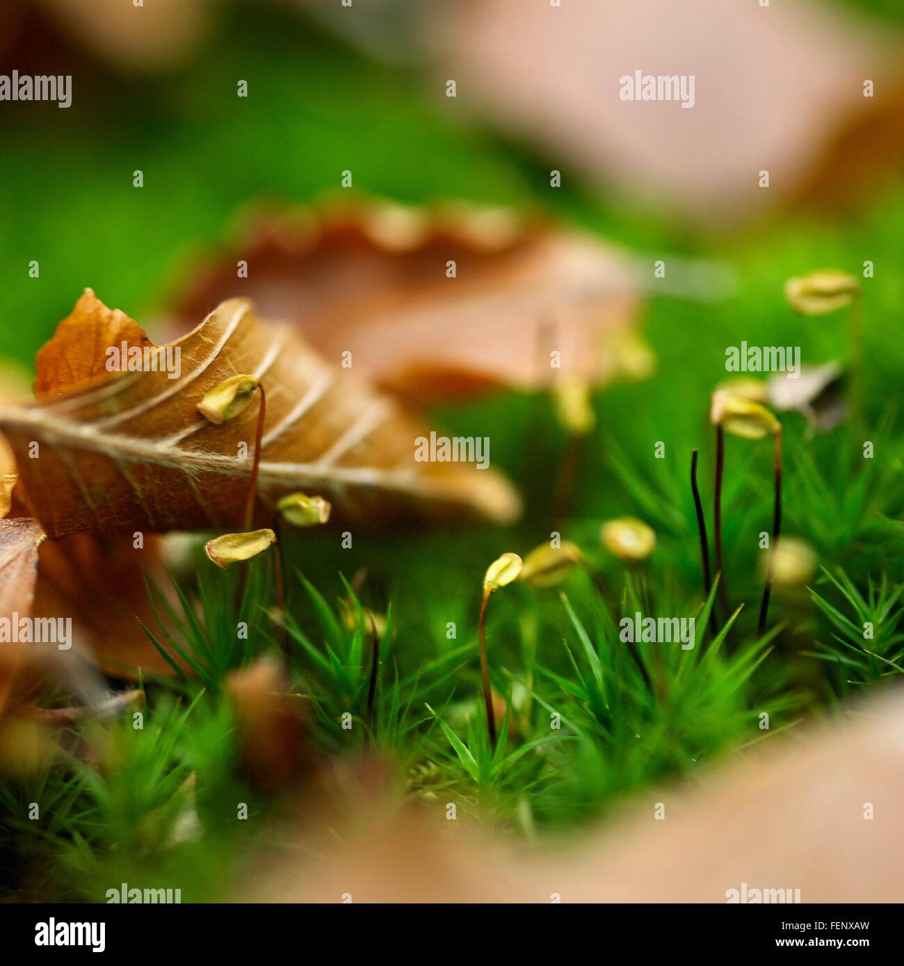 Primo piano di foglie di autunno su erba verde Foto Stock