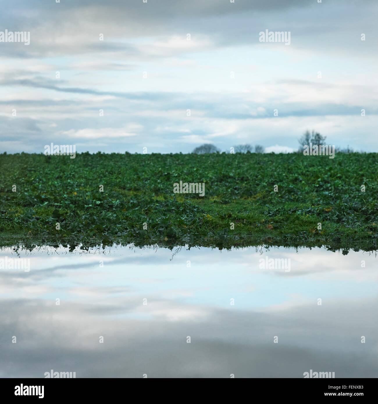 Pozza immagine speculare con il blu del cielo e il verde erba Foto Stock